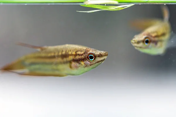 Croaking Gourami Trichopsis Vittata Peixes Água Doce Vivem Água Doce — Fotografia de Stock