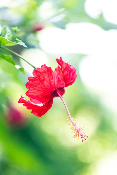 Hibisco Flor Tropical Jardim — Fotografia de Stock