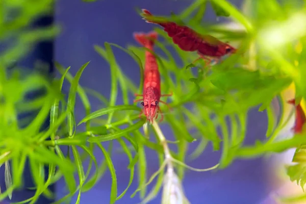 Camarão Vermelho Que Forrageia Debaixo Água Aquário — Fotografia de Stock