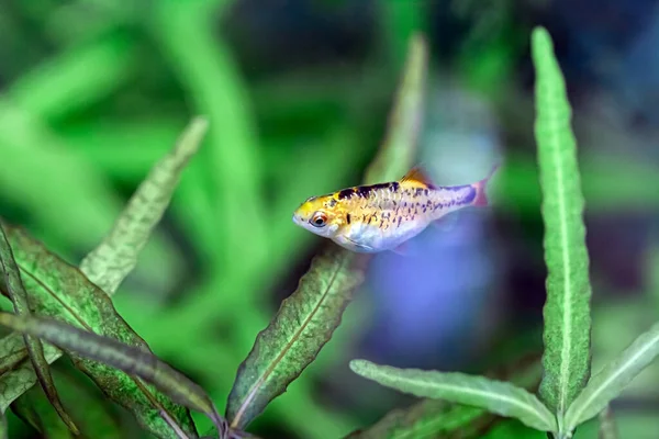 Kelompok Kecil Ikan Akuarium — Stok Foto