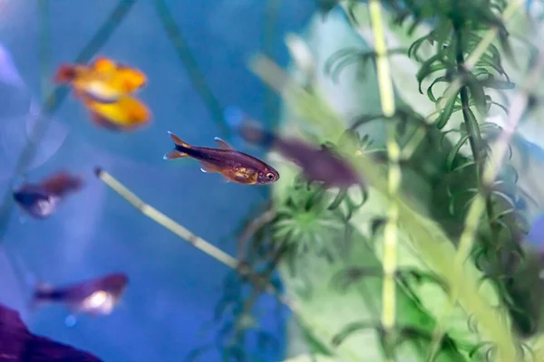 Kleine Groep Vissen Het Aquarium — Stockfoto
