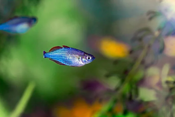 Liten Grupp Fisk Akvariet — Stockfoto