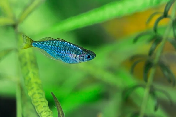 Kleine Groep Vissen Het Aquarium — Stockfoto
