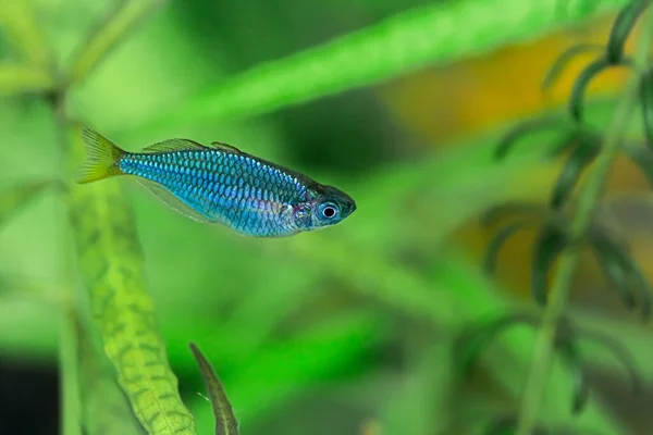 Kelompok Kecil Ikan Akuarium — Stok Foto