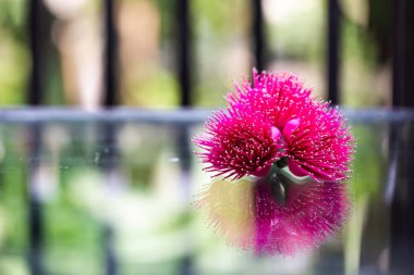 Malezya elması, Malezya gülü elma çiçeği