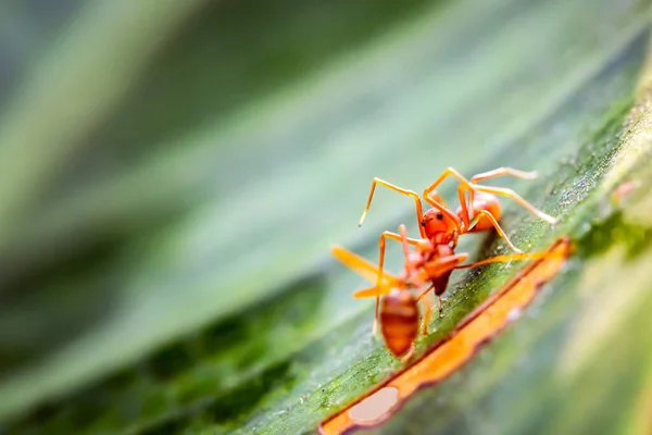 Kerengga Ant Jumper Eating Its Prey — Stock Photo, Image