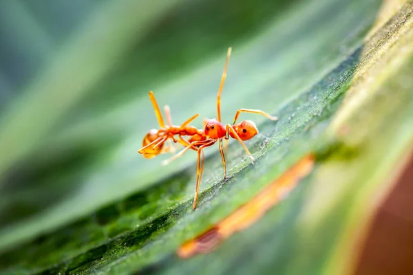 Kerengga Ant Jumper Está Comendo Sua Presa — Fotografia de Stock