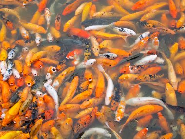 Koi carps bir park su birikintisi içinde birlikte