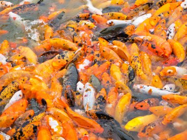 koi carps birlikte yemek park gölet için rekabet