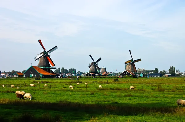 Niederländische Windmühlen lizenzfreie Stockfotos