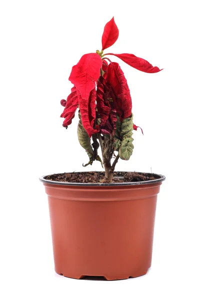 Bir saksının içinde kırmızı çiçek solgunluk — Stok fotoğraf