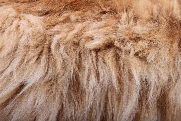 Fluffy animal fur texture — Stock Photo, Image