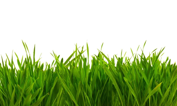 Frischer Frühling grünes Gras isoliert auf weißem Hintergrund — Stockfoto