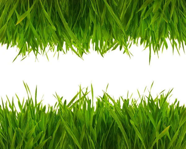 Frischer Frühling grünes Gras isoliert auf weißem Hintergrund — Stockfoto