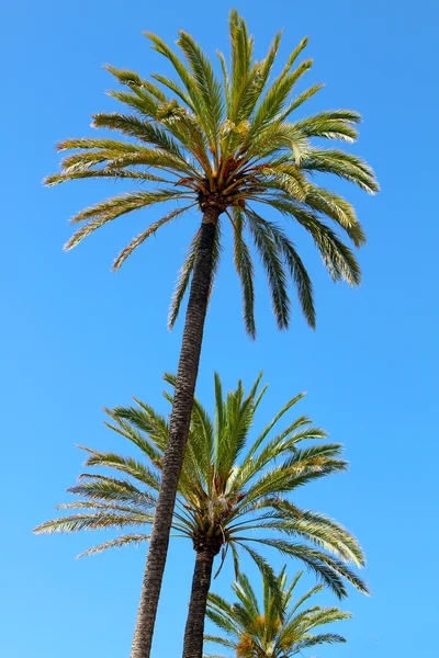 Tre palme contro il cielo blu chiaro — Foto Stock