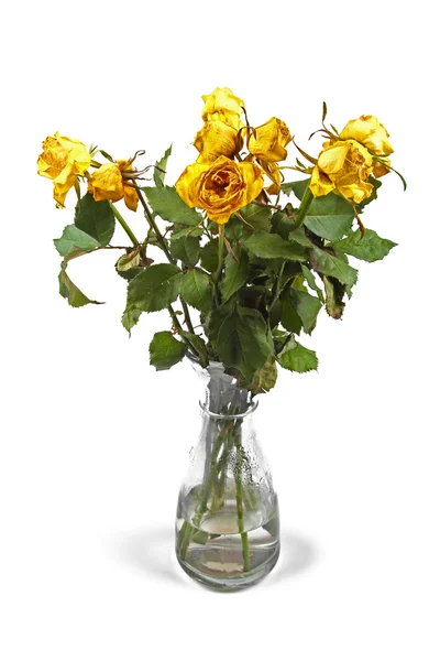 Увядшие розы в вазе изолированы на белом — стоковое фото
