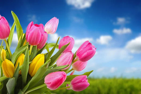 Bouquet of colorful tulips against blue sky — Stock Photo, Image