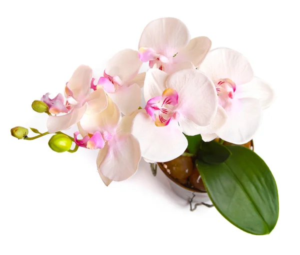 Vaso de flores com orquídea isolada em branco — Fotografia de Stock