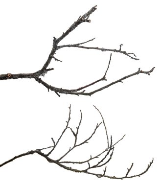 dead tree branches isolated on white background clipart