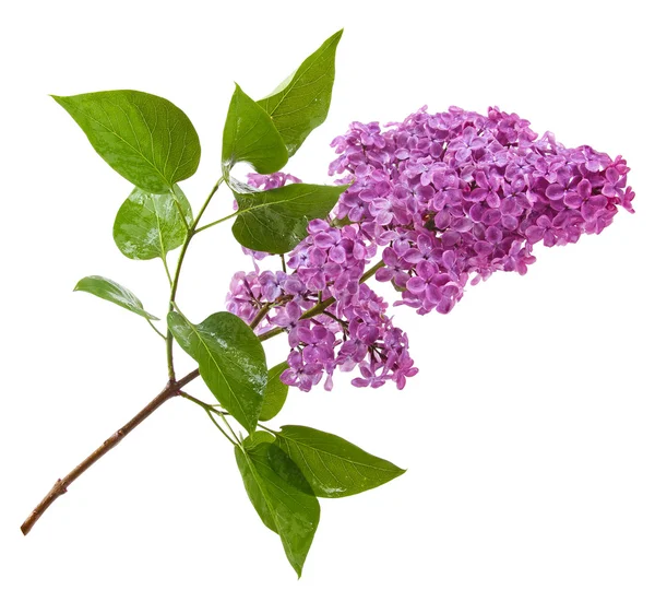 Purple lilac branch isolated on white — Stock Photo, Image