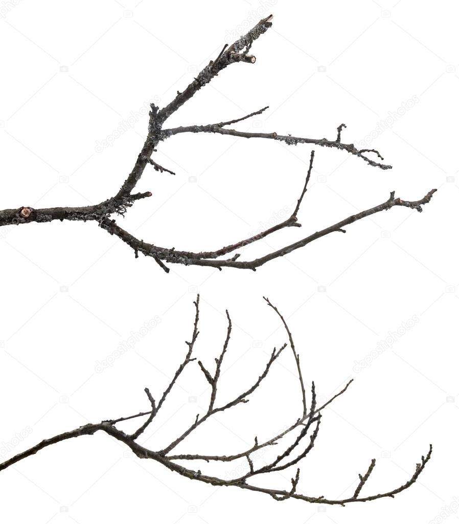 dead tree branches isolated on white background