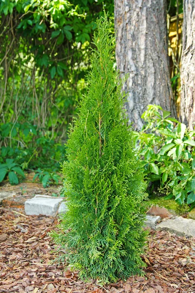 Μικρό thuja φυτεύονται στον κήπο — Φωτογραφία Αρχείου