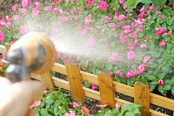 Watering flowers with a garden hose — Stock Photo, Image