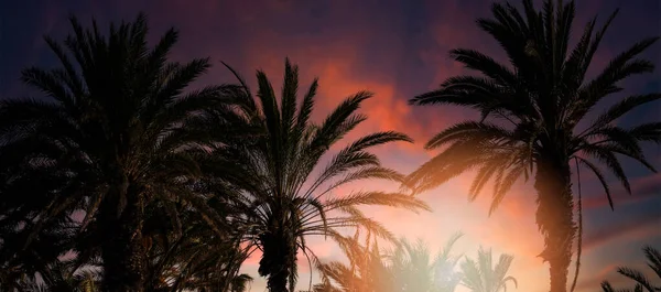 Palme Tropicali Sfondo Cielo Tramonto Banner — Foto Stock