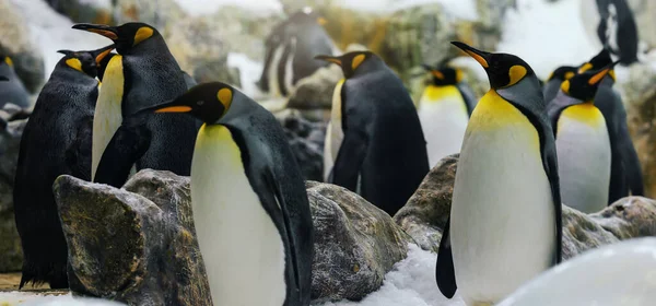 Kolonia Pingwinów Królewskich — Zdjęcie stockowe