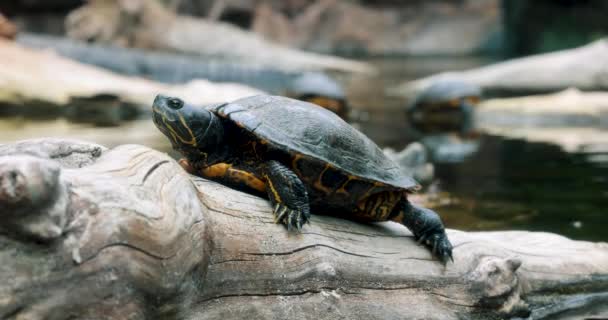 Gelbbauchschildkröte Auf Holzklotz Neben Dem Wasser — Stockvideo