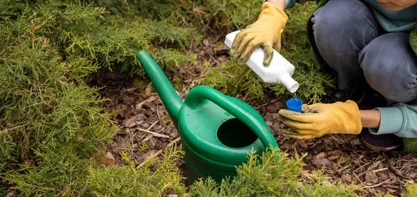 Woman Pours Liquid Mineral Fertilizer Watering Can Garden Conifer Plants — Fotografia de Stock