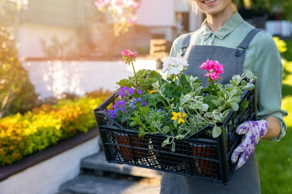 Kadın Bahçıvan Elinde Renkli Yaz Bahçesi Çiçekleriyle Dolu Bir Kutu — Stok fotoğraf