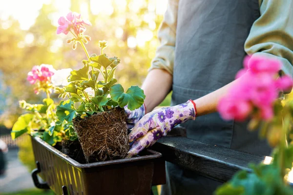 Frau Pflanzt Geranienblumen Balkonkasten Stockbild