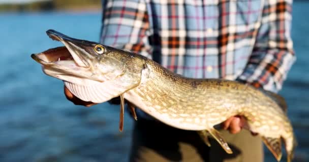 Fisherman Holding Big Pike Fish Hands Lake Background — Stock Video