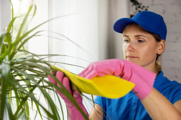 Cleaning Service Worker Wipes Dust Cloth Indoor Plant Office — Stok fotoğraf