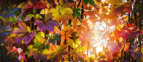 Kleurrijke Herfst Bladeren Achtergrond Spandoek — Stockfoto