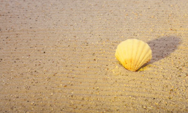 Closeup of a seashell on a sandy beach — Stock Photo, Image