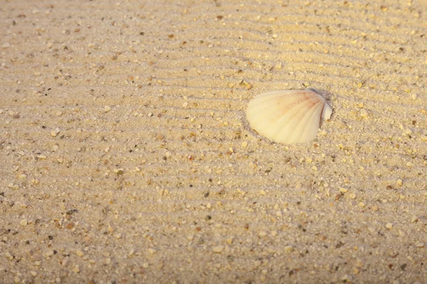 Closeup of a seashell on a sandy beach — Stock Photo, Image