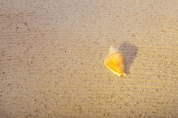 Closeup of a seashell on a sandy beach — Stock Photo, Image