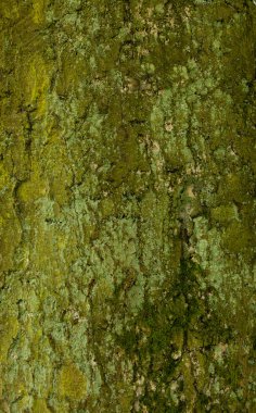 yaşlı bir ağaç pürüzlü yüzey