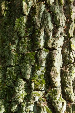 yaşlı bir ağaç pürüzlü yüzey