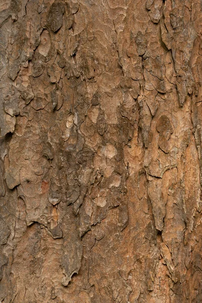 Drsný povrch starého stromu — Stock fotografie
