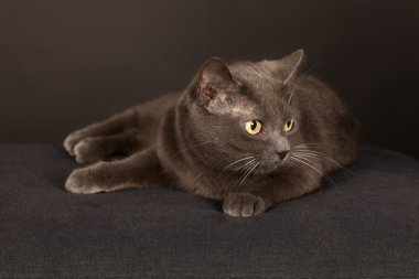 The beautiful cat is lying on the couch