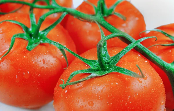 Branche van geïsoleerde tomaten — Stockfoto