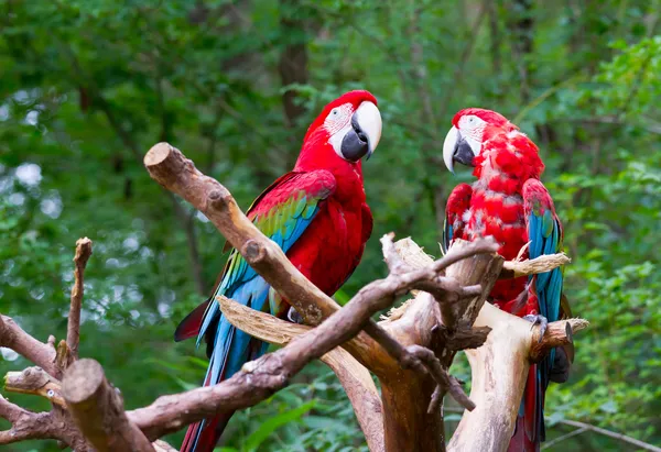Czerwone papugi ptaki — Zdjęcie stockowe