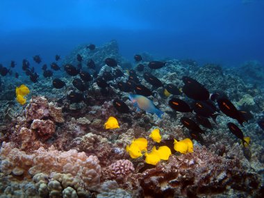 orangeband surgeonfish ve sarı tang ile Hawaiian resif