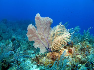 yumuşak mercan ve deniz fan