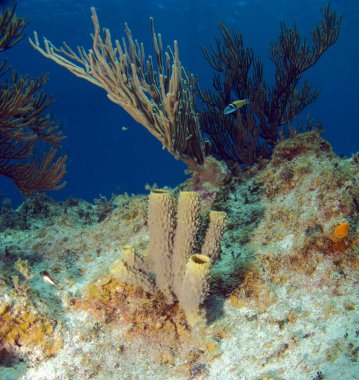 sünger ve yumuşak mercan Karayip resif üzerinde tüp