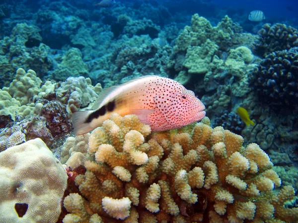 坐在珊瑚上的 blackside hawkfish — 图库照片