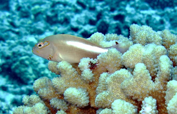 Arc-Eye Hawkfish — Stock Photo, Image